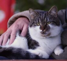 Older person petting a cat